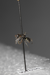 Oxybelus emarginatus