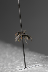 Oxybelus emarginatus