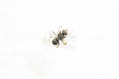 Oxybelus emarginatus