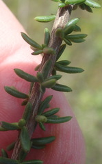 Selago glomerata