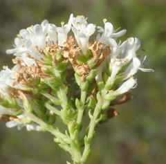 Selago glomerata