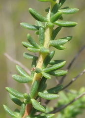 Selago glomerata