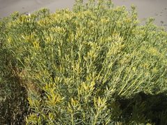 Chrysothamnus