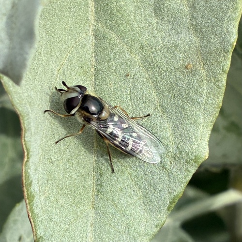 Unknown species found near University of California, Riverside, Riverside, CA, US