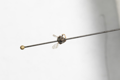 Oxybelus emarginatus