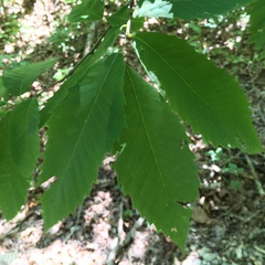 Castanea ozarkensis