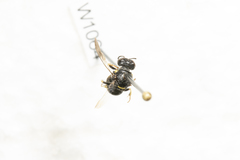 Oxybelus emarginatus