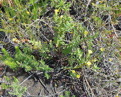 Gnidia styphelioides