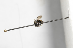 Oxybelus emarginatus