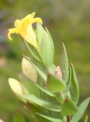 Gnidia styphelioides