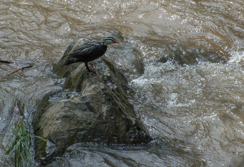 Torrent Duck (Merganetta armata), photo 4