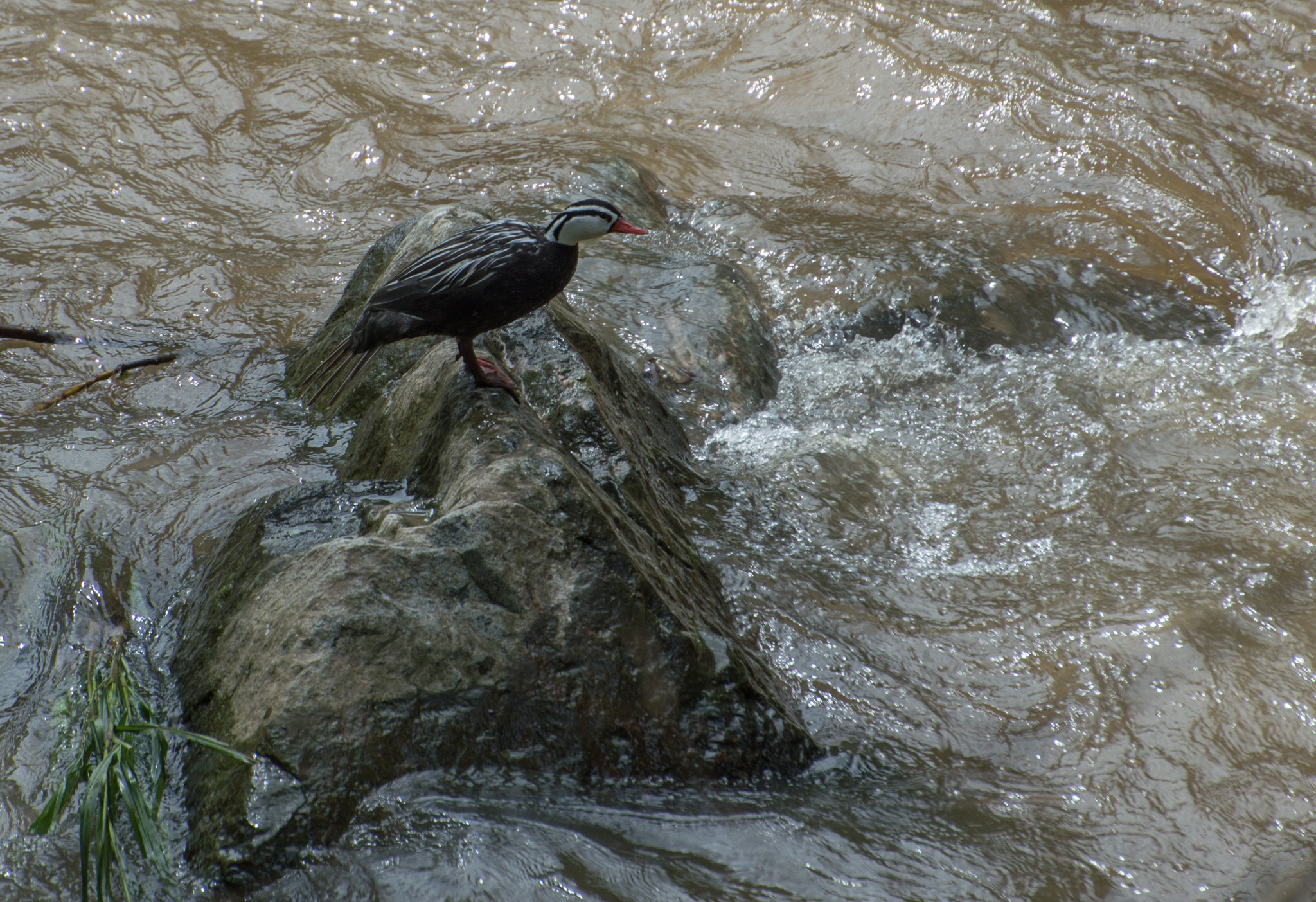 Torrent Duck (Merganetta armata), photo 6
