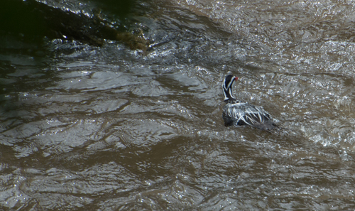 Torrent Duck (Merganetta armata), photo 5