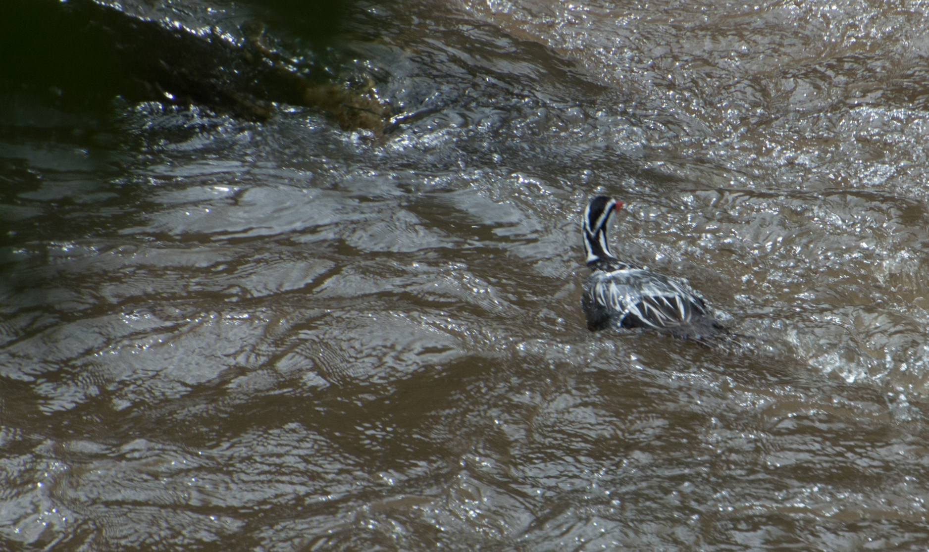 Torrent Duck (Merganetta armata), photo 7
