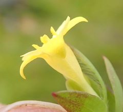 Gnidia styphelioides