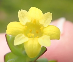 Gnidia styphelioides