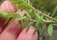 Gnidia styphelioides