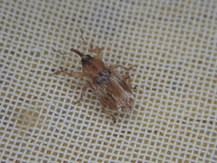 Peristoreus eustictus