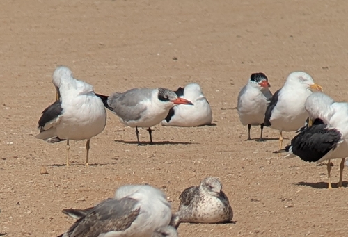 Caspian Tern