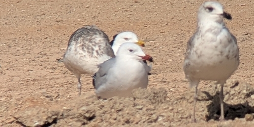 Audouin's Gull
