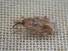 Peristoreus eustictus