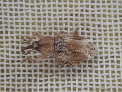 Peristoreus eustictus