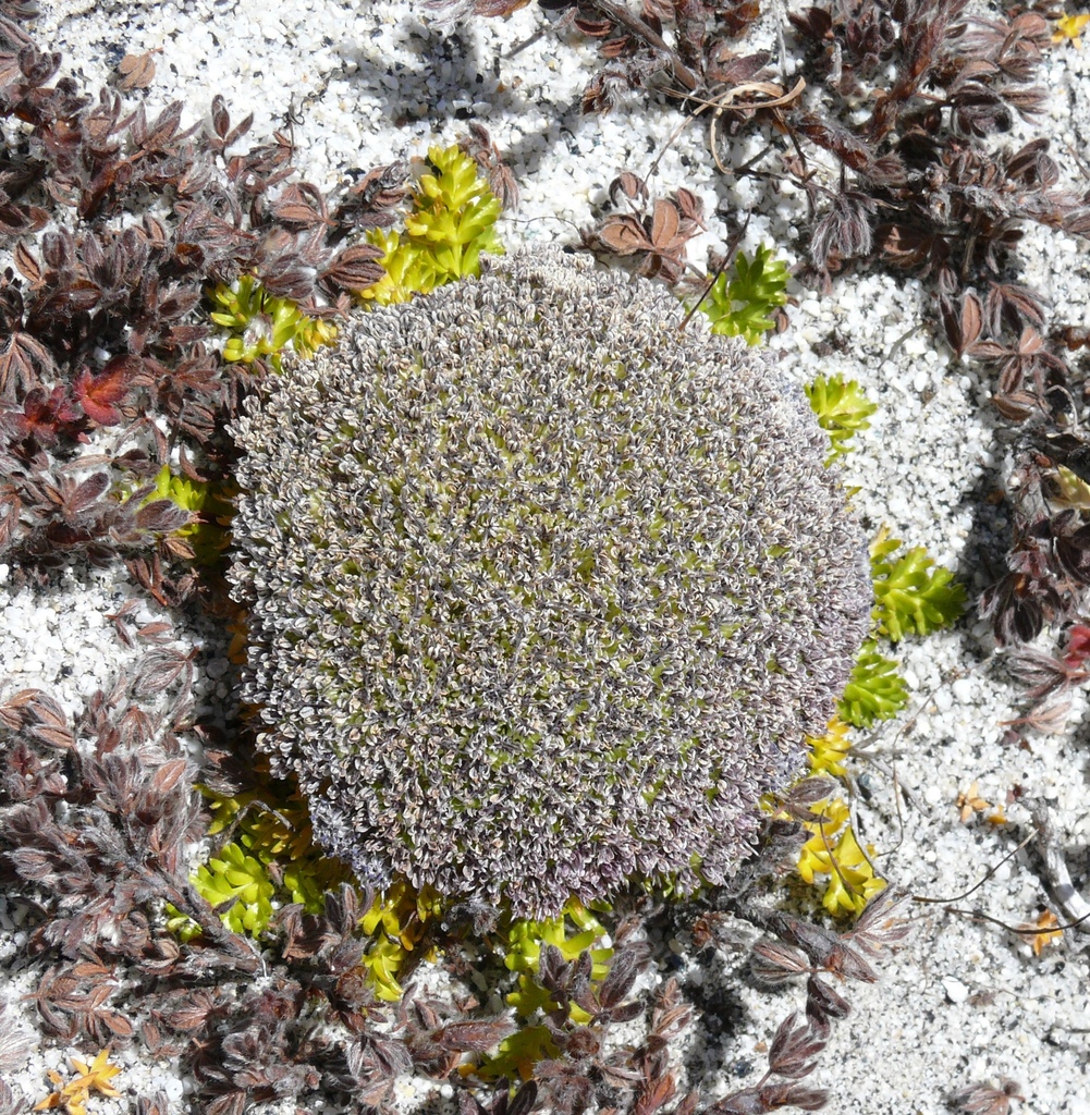 Cortiella hookeri