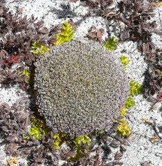 Cortiella hookeri
