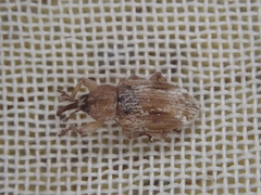 Peristoreus eustictus