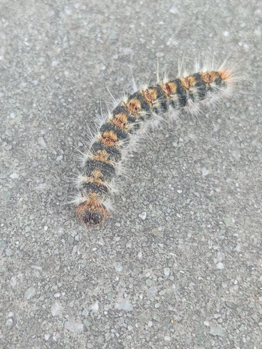 Avistamiento Thaumetopoea pityocampa
