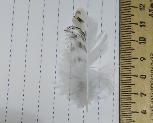 Plume de Pluvier doré