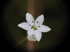Brimeura fastigiata