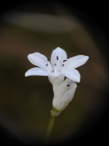 Brimeura fastigiata, photograph 1