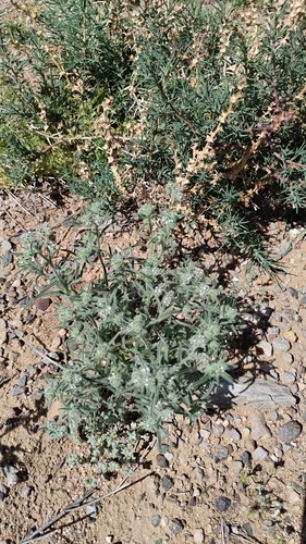 Johnstonella mexicana