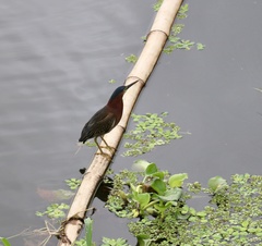 Butorides virescens