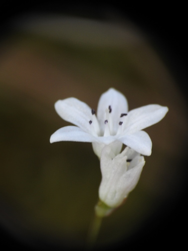 Brimeura fastigiata, photograph 2
