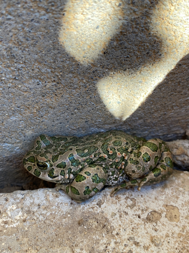 Green Toad