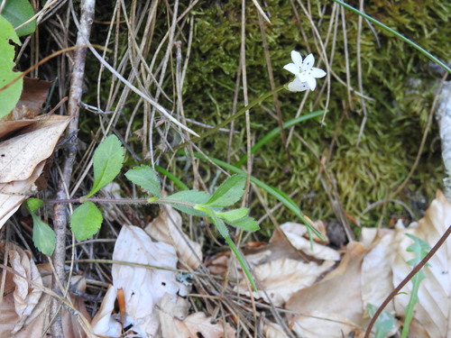 Brimeura fastigiata, photograph 4