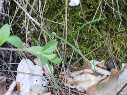 Brimeura fastigiata, photograph 3
