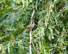 Campylorhynchus zonatus
