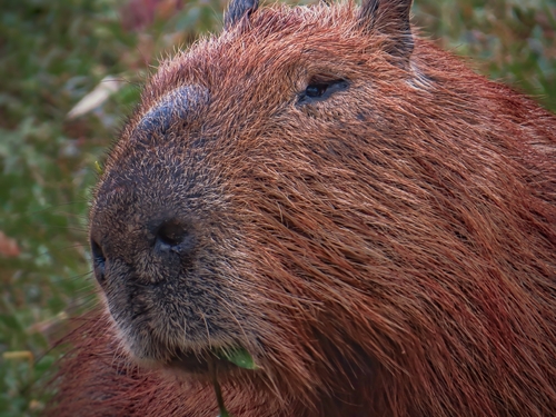 Capybara