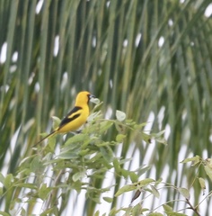 Icterus mesomelas