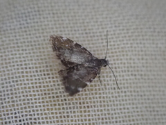 Asterivora chatuidea