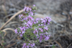 Thymus pallasianus