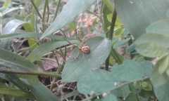 Thomisidae