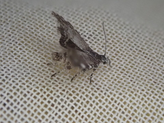 Asterivora chatuidea