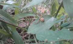 Thomisidae