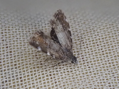 Asterivora chatuidea