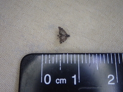 Asterivora chatuidea