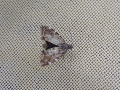 Asterivora chatuidea